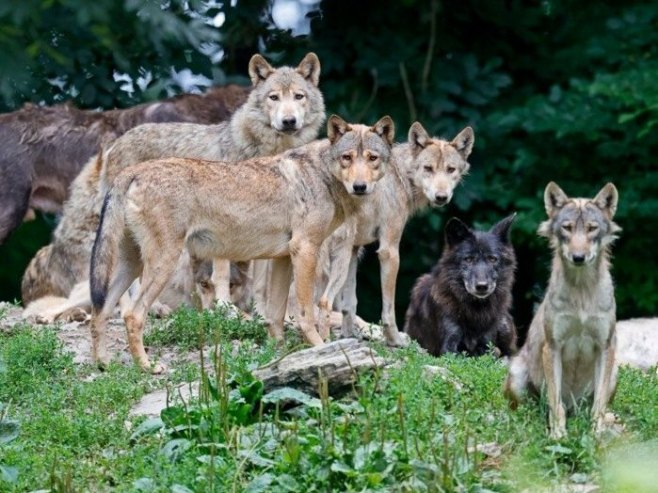 Пораст броја хибридних вукова доводи до опасности да европски вук изумре