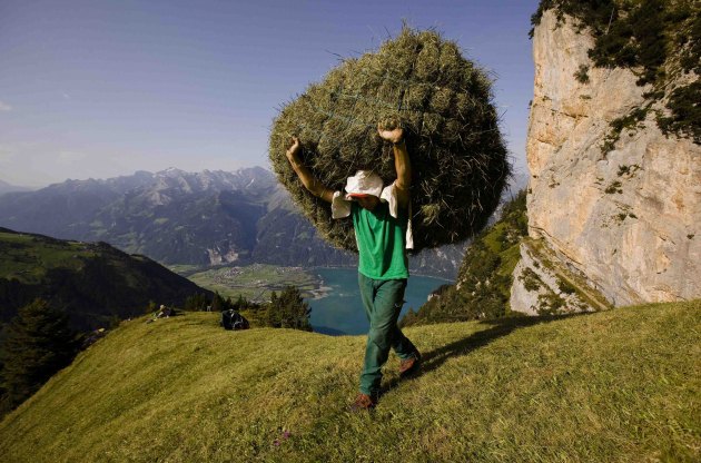 Швајцарски фармер Кари Гислер носи пласт сијена које прави од дивљег растиња на стрмим падинама планине Рофајен у швајцарском селу Флуелен, švajcarskom selu Fluelen, неких 75 км јужно од Цириха...