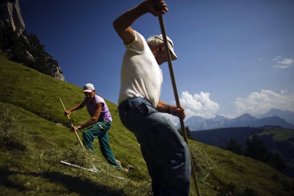 Ова традиција у централној Швајцарској стара је преко двјеста година, а практикује се од средине јула до средине септембра на вишим теренима до којих се због стрмина тешко долази чак и са животињама...