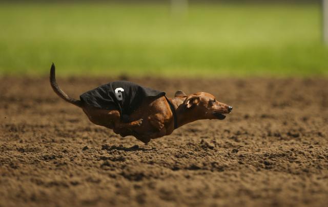 Трка паса у седам дисциплина на коњићкој стази у Минесоти.