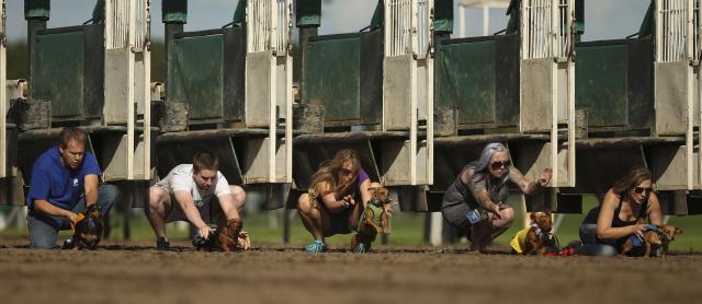 Трка паса у седам дисциплина на коњићкој стази у Минесоти.