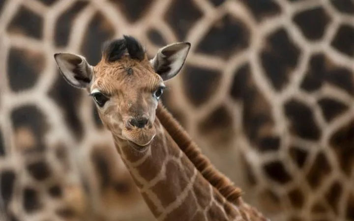 Младунче жирафе