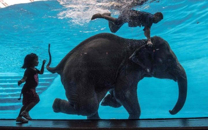 Младунче слона под водом (фото: ROBERTO SCHMIDT/AFP/Getty Images)