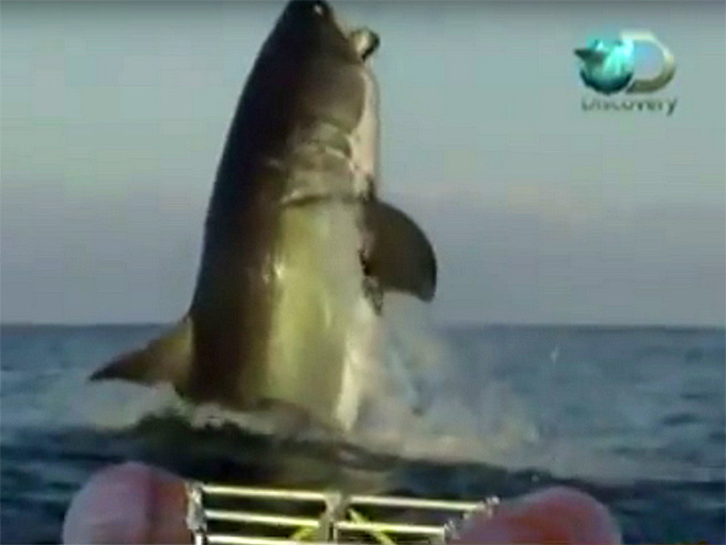 Велика бијела ајкула - Фото: Screenshot/YouTube