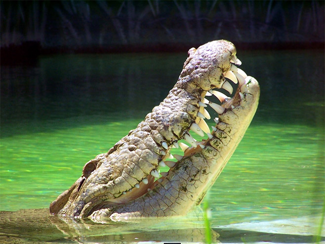 Крокодил (фото: flickr.com/DeusExFlorida) - 