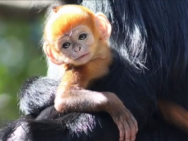Мајмунче ријетке риђе длаке - Фото: Screenshot/YouTube