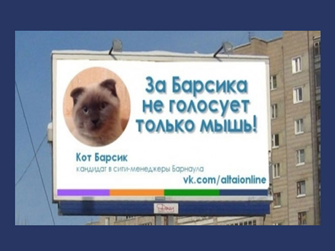 Становници сибирског града траже мачка за градоначелника  (Фото: Altai Online) - 