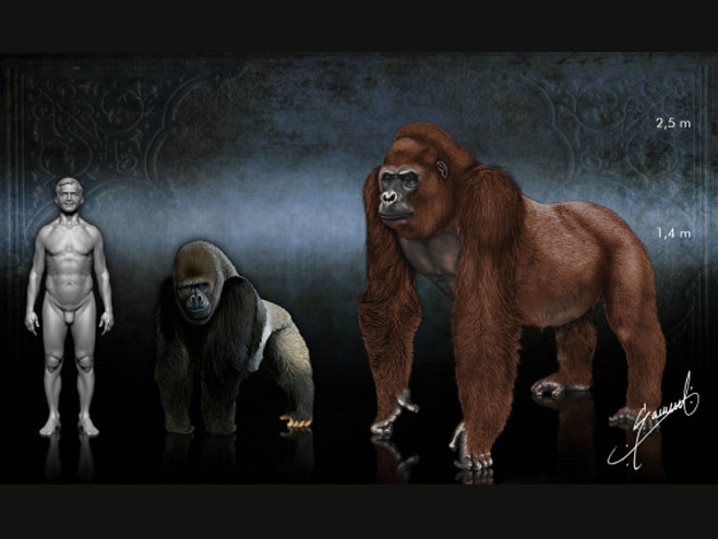 Gigantopithecus у поређењу са човјеком и горилом - Фото: илустрација