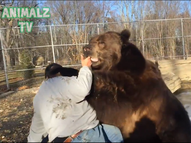 Грдосија од 700 килограма а велика маза - Фото: Screenshot/YouTube