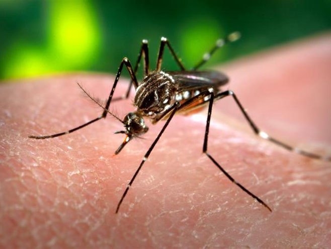 Комарац (Фото: James Gathany/PHIL/CDC) - 