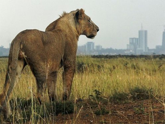 Најроби национални парк - Фото: AFP