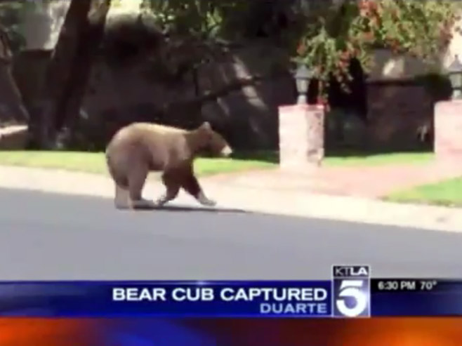 Медвјед на улицама Лос Анђелеса - Фото: Screenshot/YouTube