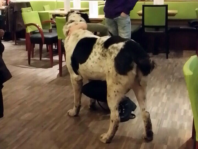 Пас у кафићима - Фото: РТРС