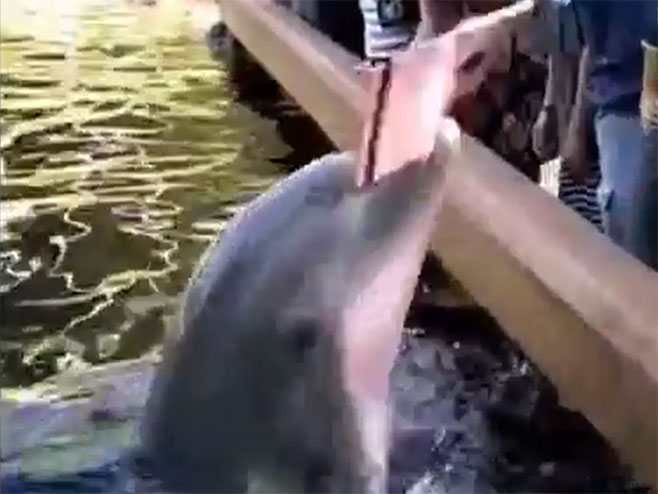 Делфин отео „ајпед“ посетитељки аква-парка - Фото: Screenshot/YouTube