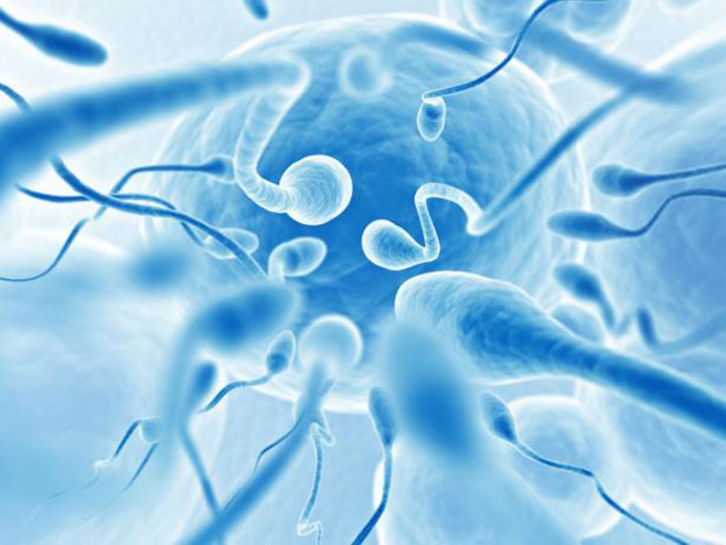 Мобилни оштећује сперматозоиде - Фото: Screenshot