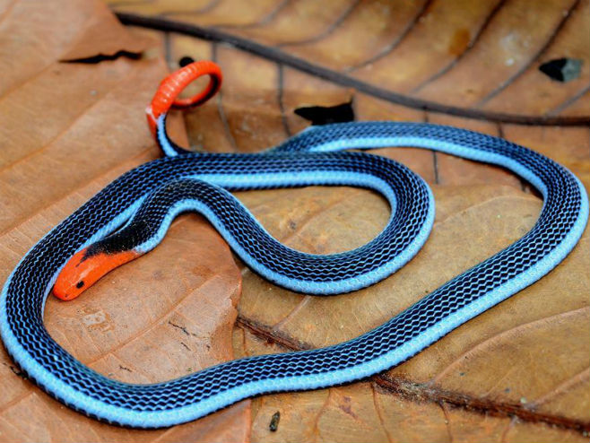 Плава кораљна змија -Calliophis bivirgata (Фото: Tom Williams) - 
