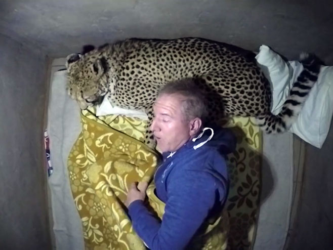 Гепард као јастук за спавање - Фото: Screenshot/YouTube