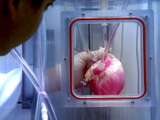 Амерички научници узгојили срце које куца (Фото:dailyoccupation.com) - 