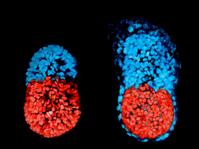 Вјештачки ембрион (Фото: University of Cambridge) - 