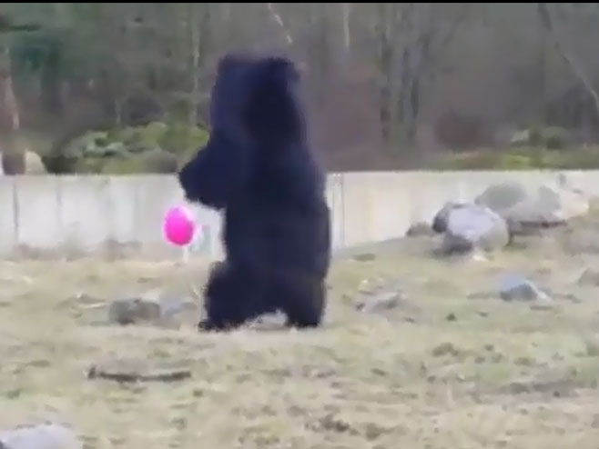 Медвјед и балон - Фото: Screenshot/YouTube