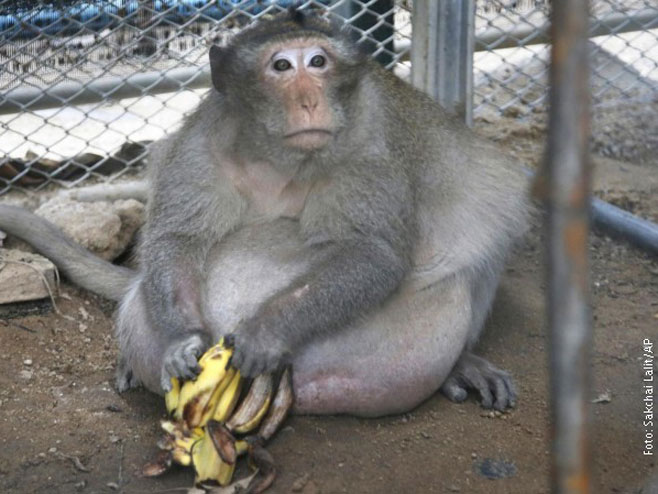 Мајмун који мора на дијету - Фото: РТС