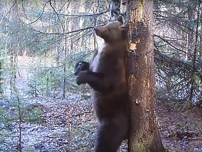 Медвјед плеше у руској тајги - Фото: Screenshot/YouTube