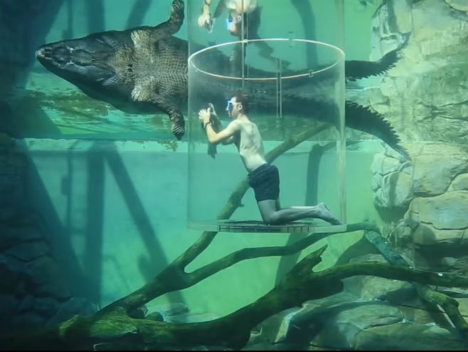 Пливање са крокодилима - Фото: Screenshot/YouTube
