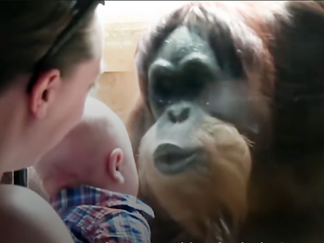 Орангутан и беба - Фото: Screenshot/YouTube