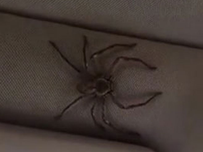 Огромни паук (фото: Print screen YouTube) - 