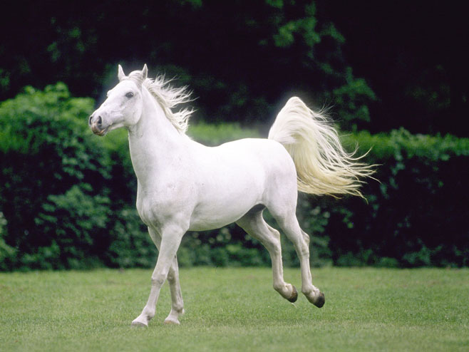 Бијели коњ - Фото: илустрација