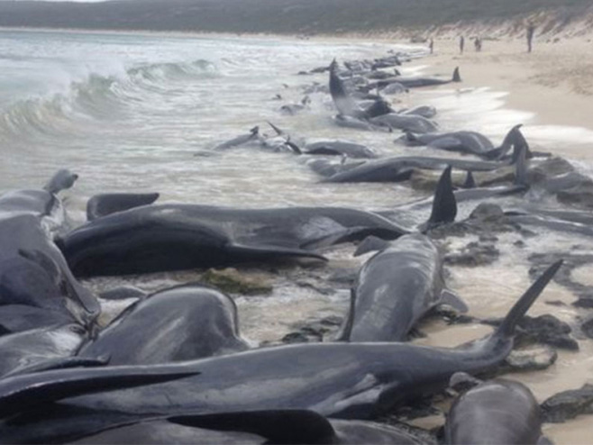 На обали Аустралије насукано 150 пилот-китова (Фото: WAG) - 