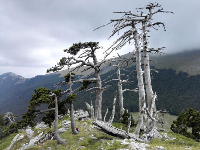 Најстарије дрво у Европи (Фото:natgeo.com/Gianluca Piovesan) - 